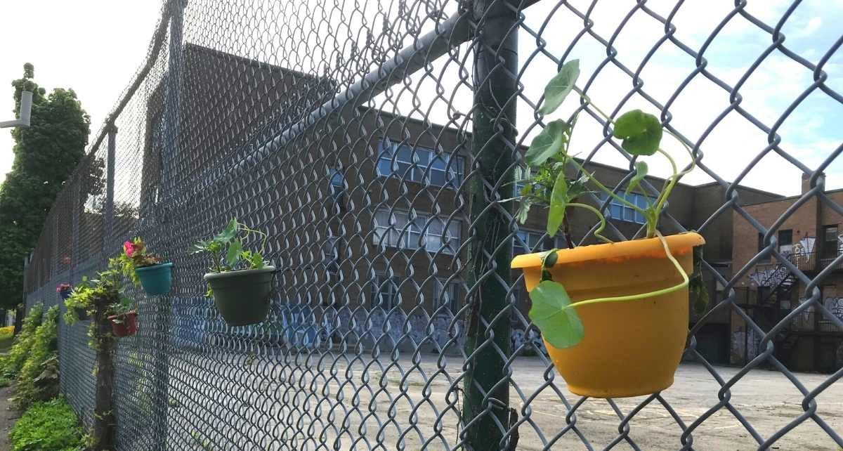 Des pots de fleurs sur la clôture de l'ancienne école Allion