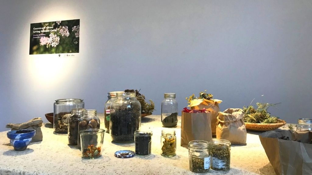 Des plantes pour les teintures de l'expo Couvre-sol vivant – Résidence en arts visuels de Jeanette Johns et Jessica Brouder