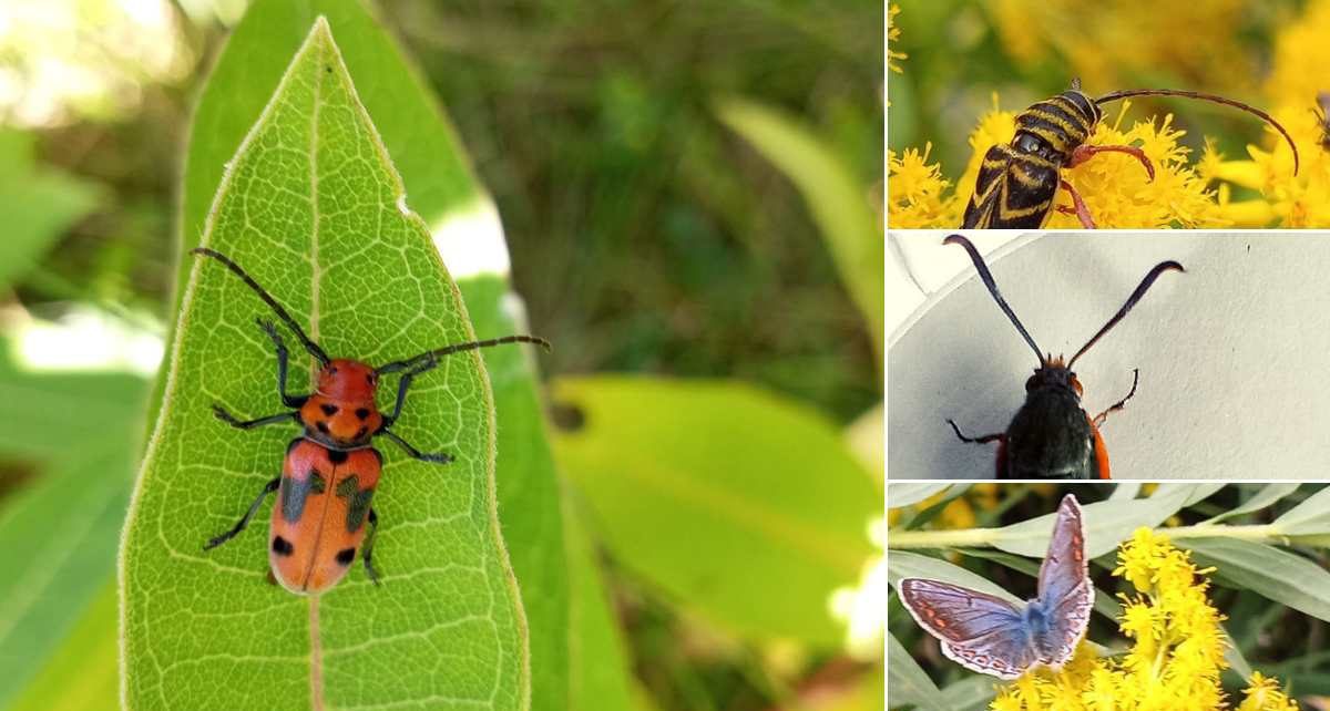 4 insectes d'ici