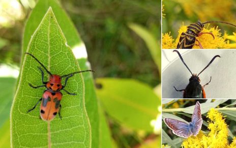 4 insectes d'ici