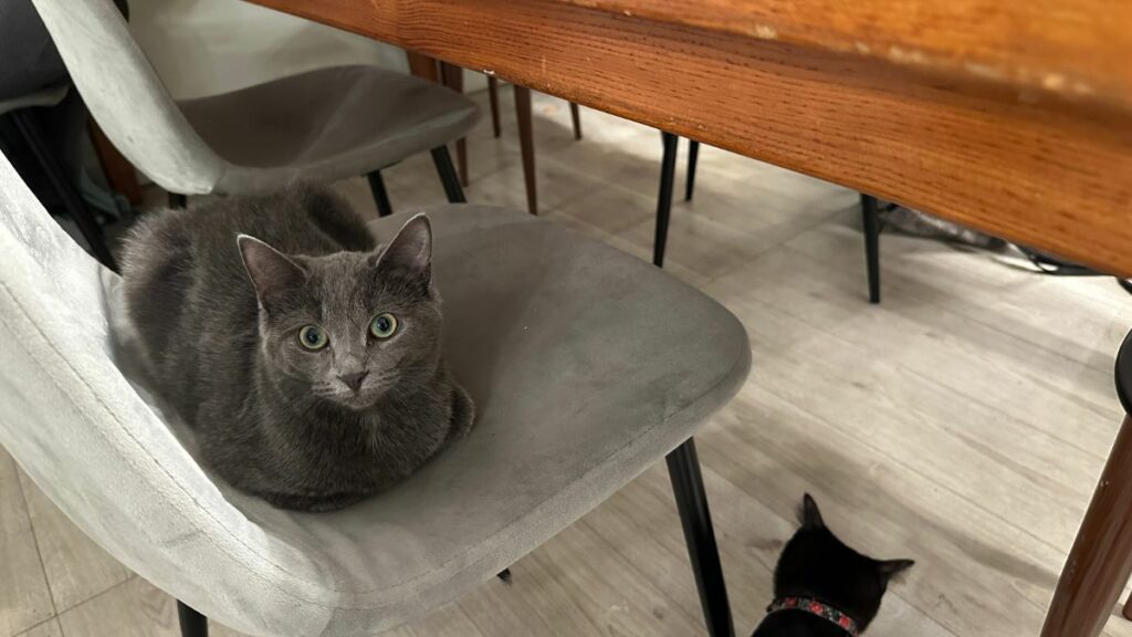 Chatte grise sur une chaise, petit chat noir en bas